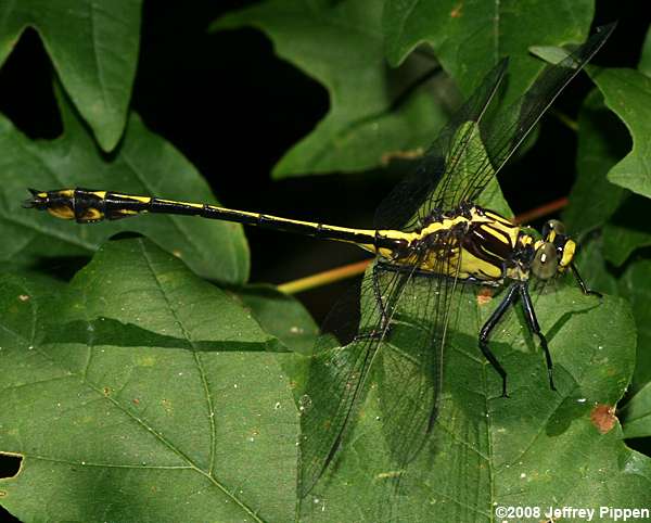Black-shouldered Spinyleg (Dromogomphus spinosus)