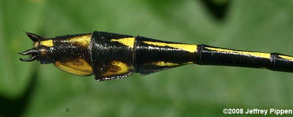 Black-shouldered Spinyleg (Dromogomphus spinosus)