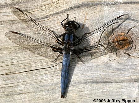 Blue Corporal (Libellula deplanata)