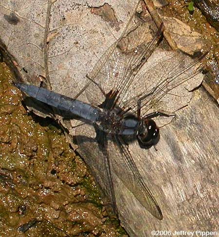 Blue Corporal (Libellula deplanata)