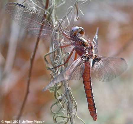 Blue Corporal (Libellula deplanata)