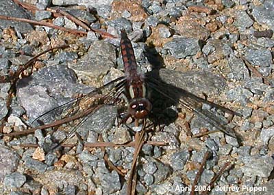 Blue Corporal (Libellula deplanata)