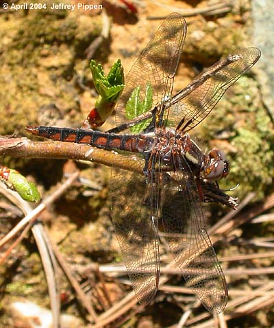 Blue Corporal (Libellula deplanata)