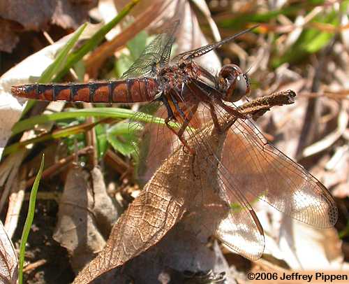 Blue Corporal (Libellula deplanata)