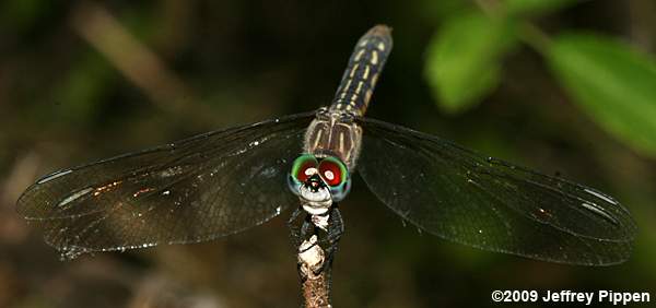 Blue Dasher (Pachydiplax longipennis)