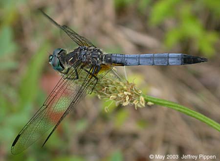 Blue Dasher (Pachydiplax longipennis)