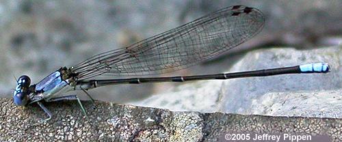 Blue-fronted Dancer (Argia apicalis)