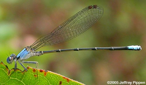 Blue-fronted Dancer (Argia apicalis)