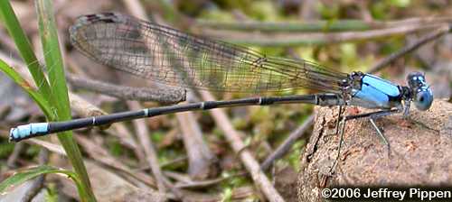Blue-fronted Dancer (Argia apicalis)