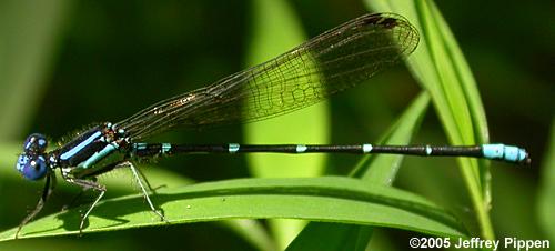 Blue-ringed Dancer (Argia sedula)