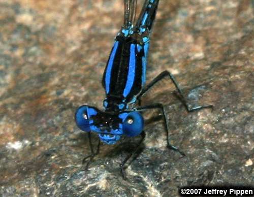 Blue-ringed Dancer (Argia sedula)