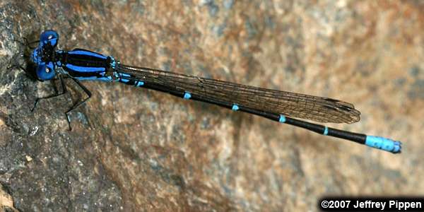 Blue-ringed Dancer (Argia sedula)