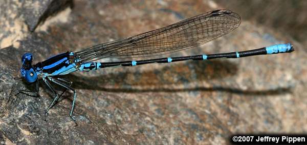 Blue-ringed Dancer (Argia sedula)