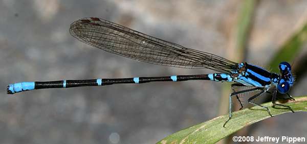 Blue-ringed Dancer (Argia sedula)