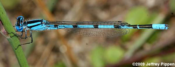Atlantic Bluet (Enallagma doubledayi)