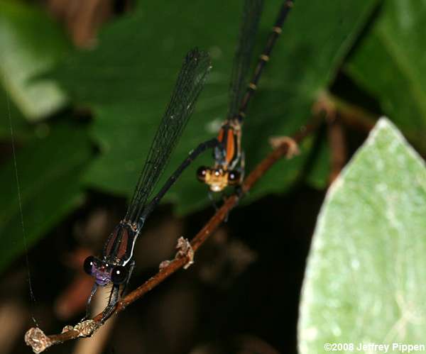 Blue-tipped Dancer (Argia tibialis)