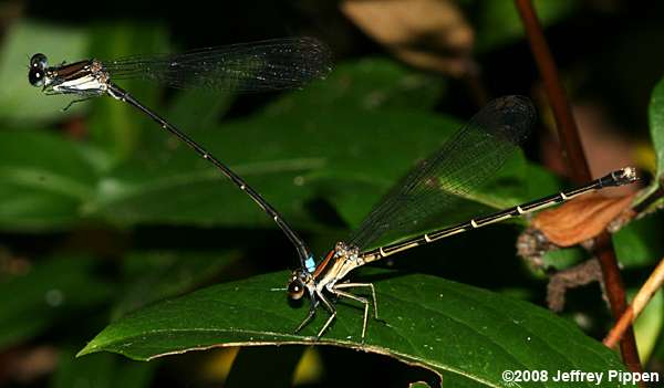 Blue-tipped Dancer (Argia tibialis)