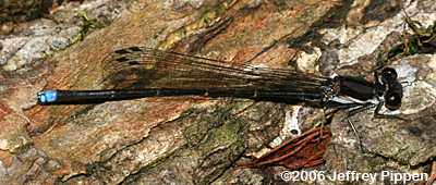 Blue-tipped Dancer (Argia tibialis)