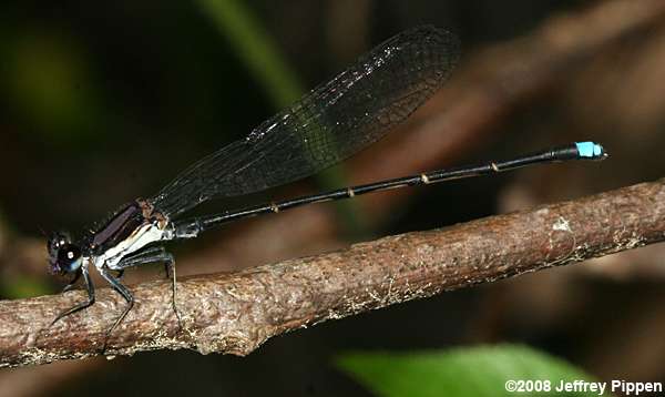 Blue-tipped Dancer (Argia tibialis)