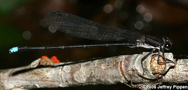 Blue-tipped Dancer (Argia tibialis)