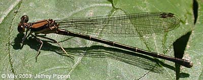 Blue-tipped Dancer (Argia tibialis)