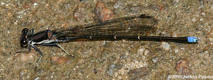 Blue-tipped Dancer (Argia tibialis)