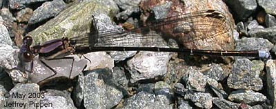 Blue-tipped Dancer (Argia tibialis)