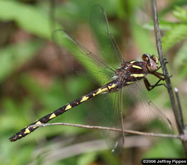 Brown Spiketail (Cordulegaster bilineata)