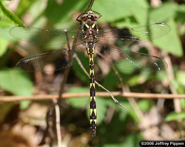 Brown Spiketail (Cordulegaster bilineata)