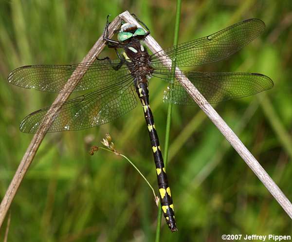 Brown Spiketail (Cordulegaster bilineata)