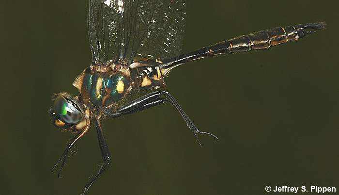 Brush-tipped Emerald (Somatochlora walshii)