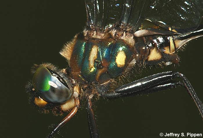 Brush-tipped Emerald (Somatochlora walshii)