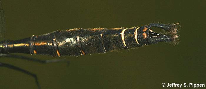 Brush-tipped Emerald (Somatochlora walshii)