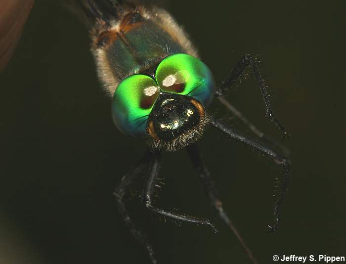 Brush-tipped Emerald (Somatochlora walshii)