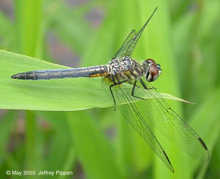 Blue Dasher (Pachydiplax longipennis)