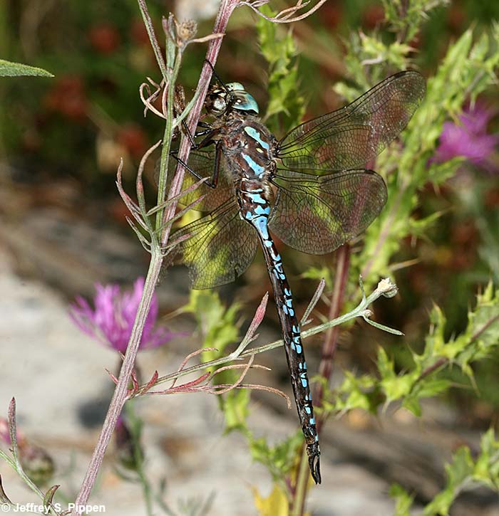 Canada Darner (Aeshna canadensis)