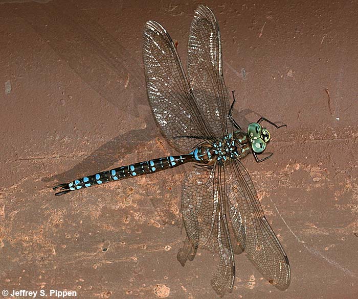 Canada Darner (Aeshna canadensis)