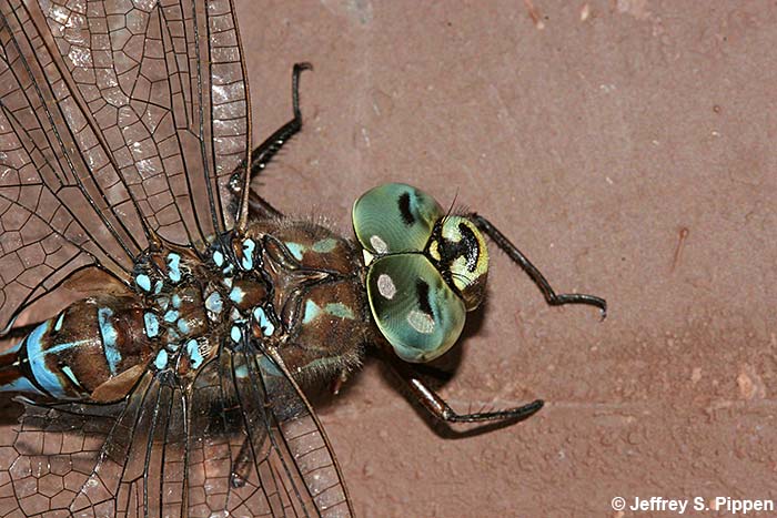 Canada Darner (Aeshna canadensis)