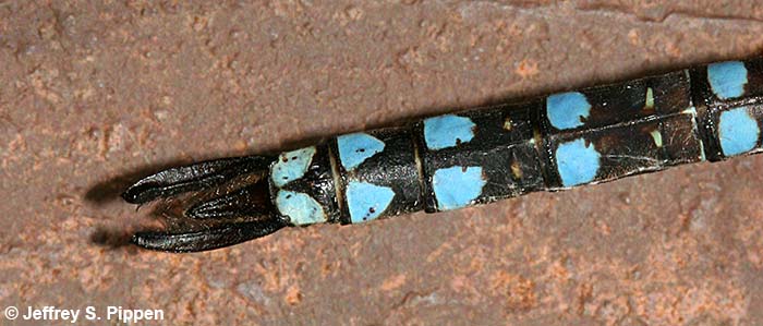 Canada Darner (Aeshna canadensis)