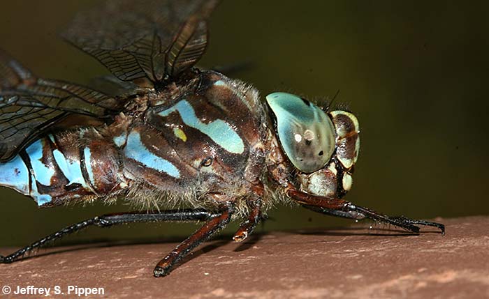 Canada Darner (Aeshna canadensis)