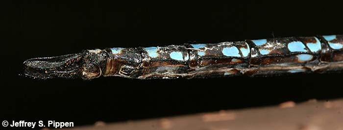 Canada Darner (Aeshna canadensis)