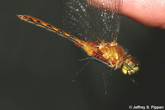 Cherry-faced Meadowhawk (Sympetrum internum)