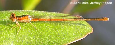 Citrine Forktail (Ischnura hastata)