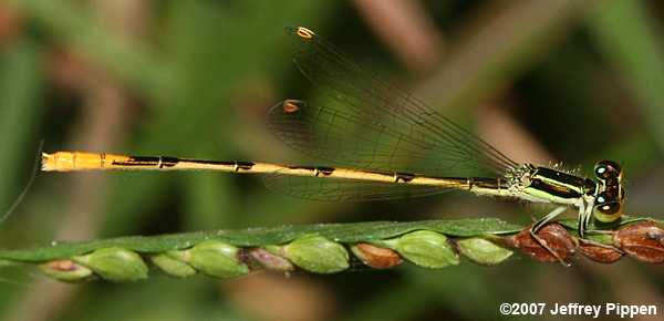 Citrine Forktail (Ischnura hastata)