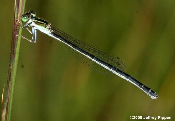 Citrine Forktail (Ischnura hastata)