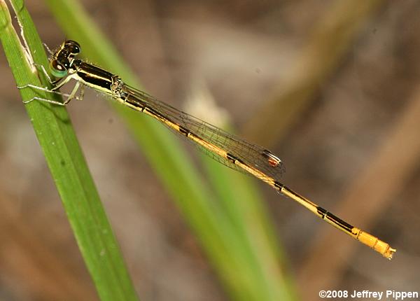 Citrine Forktail (Ischnura hastata)