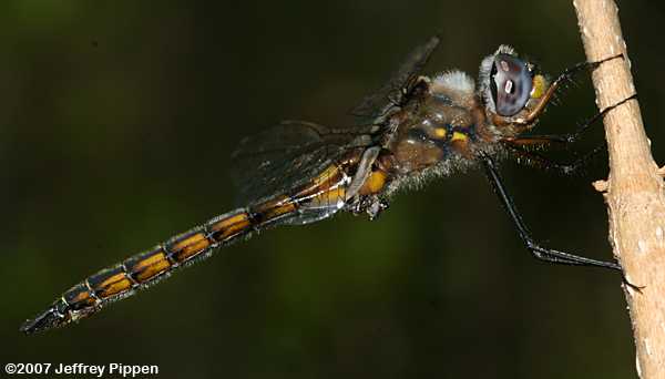 Common Baskettail (Epitheca cynosura)