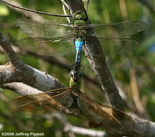 Common Green Darner (Anax junius)