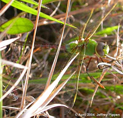 Common Green Darner (Anax junius)