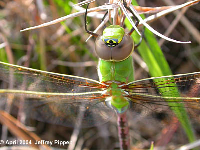 Common Green Darner (Anax junius)